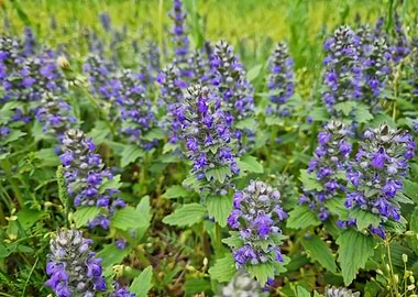 Field of Blue Ajuga Flowers