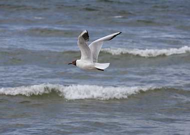 Seagull flying over waves