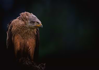 Close-up of a Black Kite bird