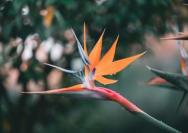 Bird of Paradise Flower with Water Droplets