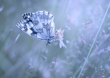 Butterfly on a flower, Melanargia galathea