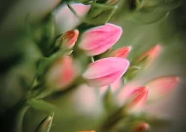 Close-up of pink flower buds