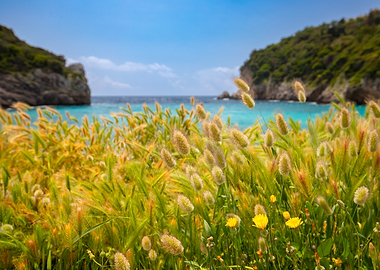 Grassy Shoreline with Turquoise Water, Corfu