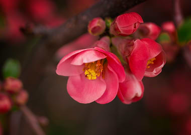 Pink Japanese Quince Blossoms