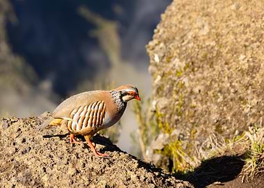 Partridge on a rocky ledge, Pico do Arieiro