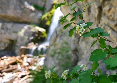 Wildflowers by a Waterfall