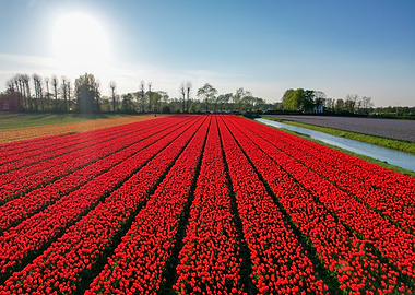 Vast Field of Red Tulips