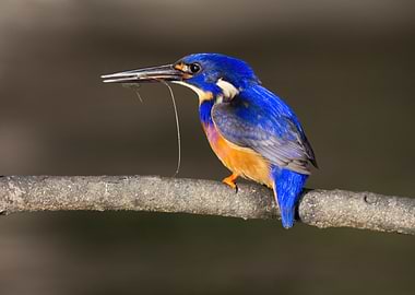 Kingfisher with prey on a branch