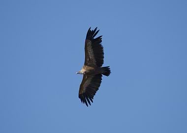 Vulture in Flight Against Blue Sky
