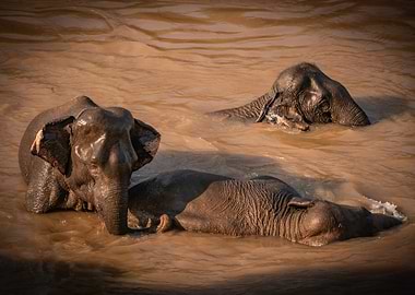 Elephants bathing in muddy water