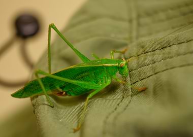 Green Katydid on Fabric
