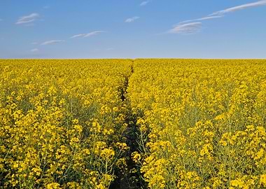 Vast Field of Yellow Flowers Under Blue Sky