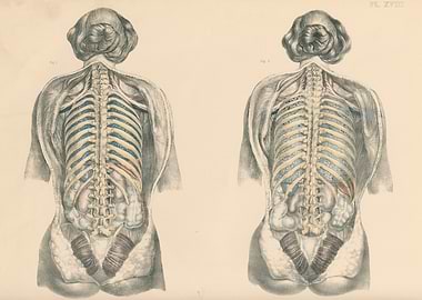 Vintage Anatomical Illustration of Human Torso