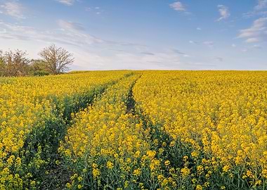 Vast Yellow Field Under Blue Sky