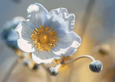 Close-up of a delicate white flower