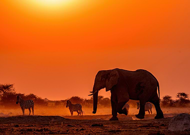 Elephant and Zebras at Sunset