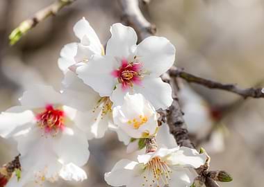 Almond Blossoms in Bloom