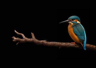 The Kingfisher