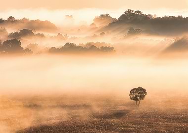 Misty Forest Sunrise with Lone Tree