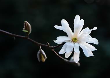 White Magnolia Flower on Branch