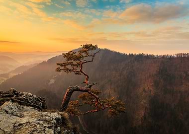 Lone Pine Tree on Cliff at Sunset