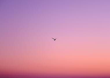 Bird flying at sunset