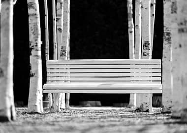 White bench among birch trees