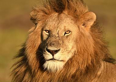 Close-up of a Male Lion's Face