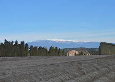 Snow-capped mountains over lavender field