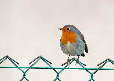 Robin perched on a fence