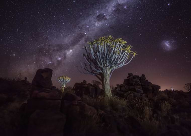 Quiver Tree Under the Milky Way