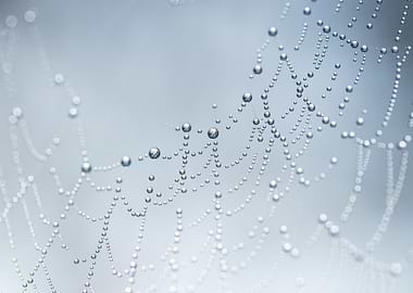 Dewdrops on a Spiderweb