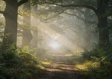 Misty Forest Path with Sunbeams