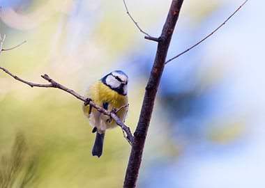 Blue Tit on a Branch