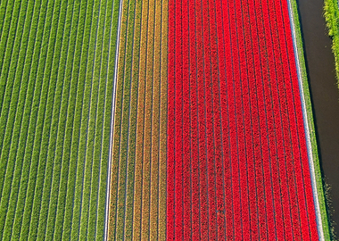 Aerial View of Tulip Fields