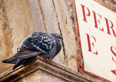 Pigeon on a stone ledge from Venice