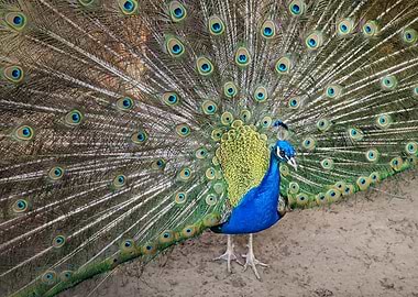 Peacock displaying its vibrant feathers
