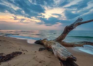 Driftwood on a Beach at Sunrise