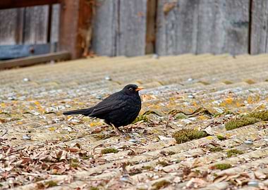 A male Eurasian Blackbird on a weathered roof