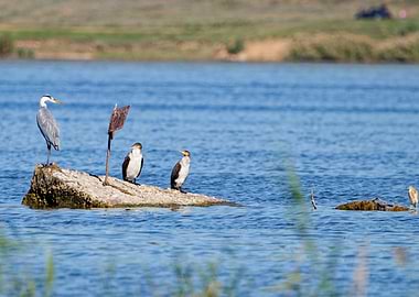 Grey Heron and two Cormorants on a rock in the water with a small yellow heron visible on the side.