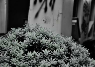 Bush with Graffiti Background - abandoned Madeira