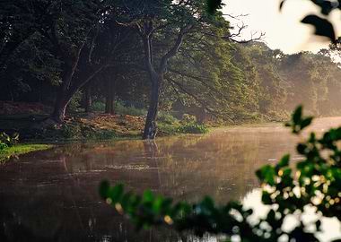 Cambodia Misty Riverbank at Sunrise