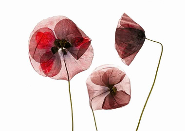 Translucent Poppies on White Background