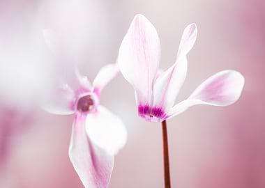 Delicate Pink and White Cyclamen Flowers