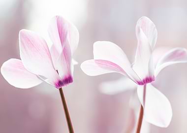 Two Pink and White Cyclamen Flowers