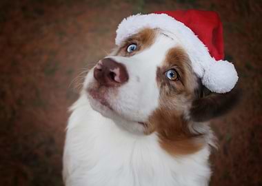 Dog in a Santa Hat