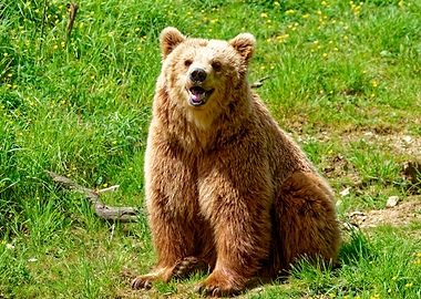 Brown Bear Sitting in Green Grass
