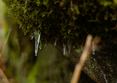 Icicles on Mossy Surface, Shot in the Roaches, Peak District