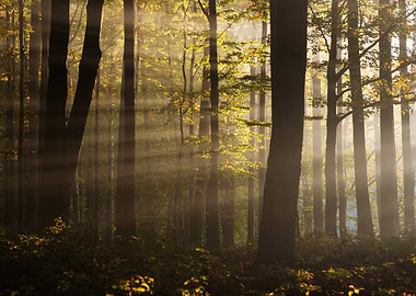 Sunbeams in a Forest