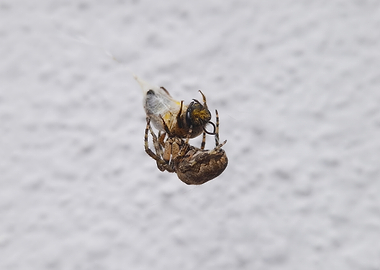 Spider catching a bee